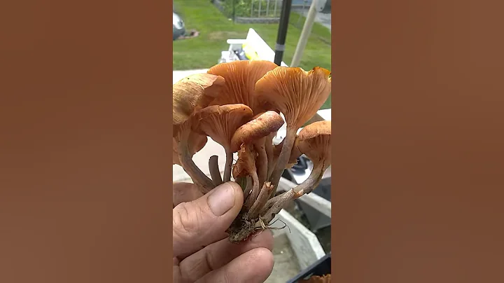 toxic or not mushroom quandary