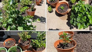 Container Garden update July 4th 2023: Ghost and other Spicy Peppers, Fig Tree, Lemon Tree by Philately, Nature and Tech 105 views 10 months ago 5 minutes, 1 second