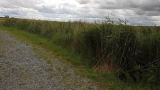 Bowers Marsh - Pitsea
