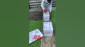 Cung Cấp Hoa Cúc Giống Đại Đoá Pha Lê Xuất 48 Tỉnh CÔNG TY CP SX KD HOA CÚC KHÁNH HÒA A NHÀN