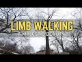 Limb walking a majestic beauty