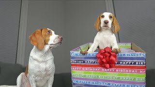 Dog Gets Puppy Birthday Surprise of a Lifetime! Potpie Meets Cute Puppy Indie for First Time!