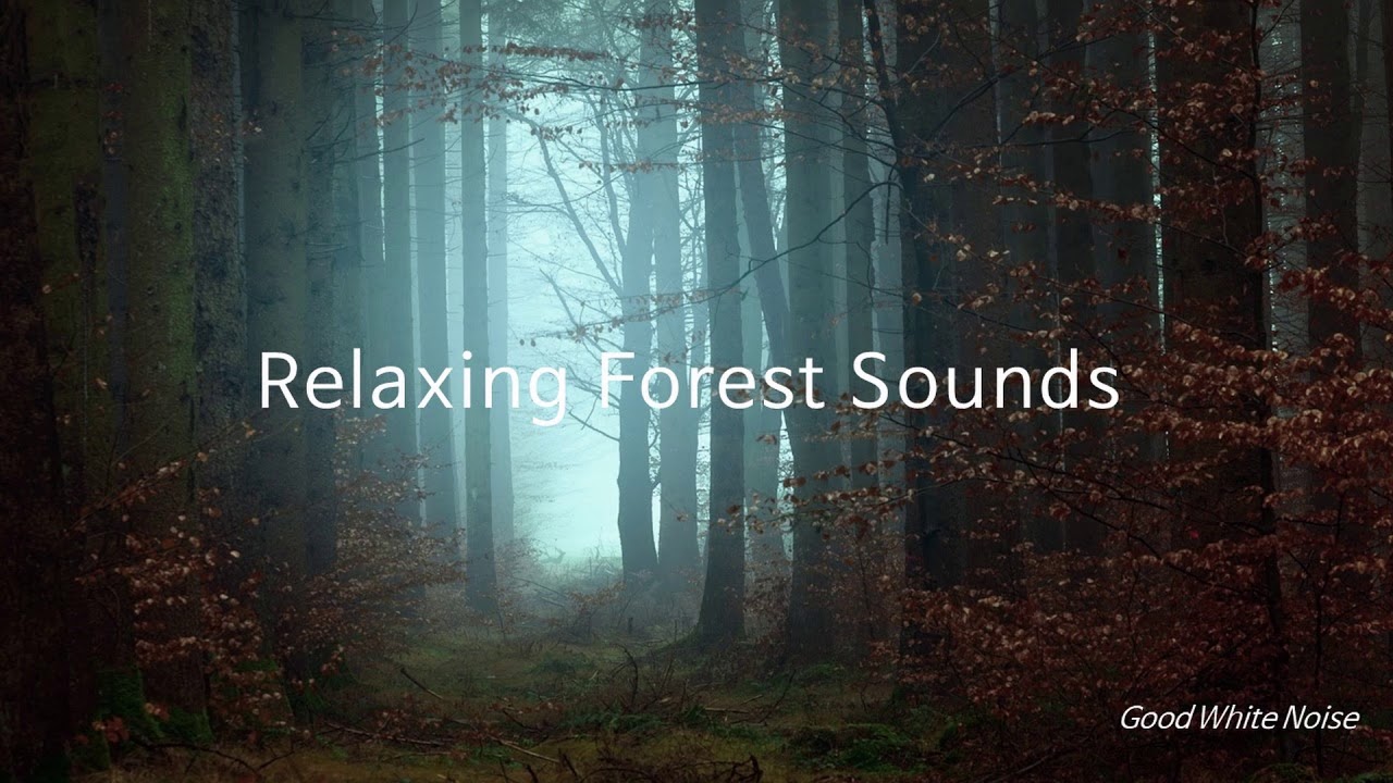 Forest Sounds for Relaxing Sleeping Study Soothing Healing Meditation ...