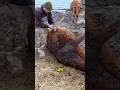 Saving a Cow from a Bloated Stomach