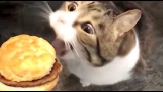 Top 5 Burger by squewe 294,800 views 3 weeks ago 50 seconds