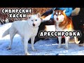 Сибирские хаски - Дрессировка ездовых собак