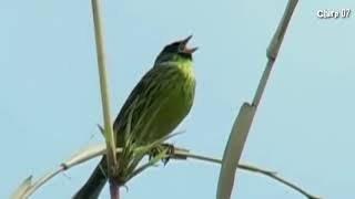 Japanese Aoji&#39;s Bird Song  Kenari Hijau HD