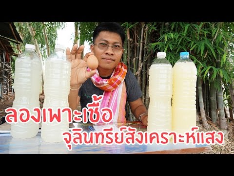 ลองเพาะเชื้อจุลินทรีย์สังเคราะห์แสง