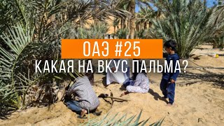 Съедобная пальма | Критика и влоги | Путешествие по ОАЭ #25