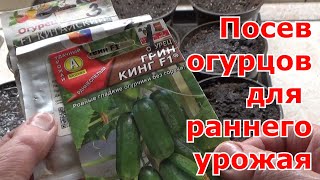 Посев огурцов на рассаду для раннего урожая. Как правильно рассчитать срок посева. Подмосковье.