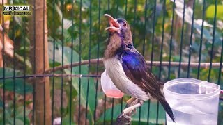 Suara Panggilan Burung Kolibri Kelapa