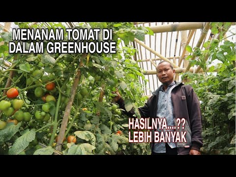 Video: Greenhouse Tanam Tomato - Ketahui Cara Menanam Tomato Di Rumah Hijau