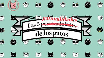 ¿Qué gato tiene mejor personalidad?