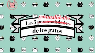 Descubre LA PERSONALIDAD DE TU GATO para poder cuidarlo mejor | 5 tipos de #gatunalidades