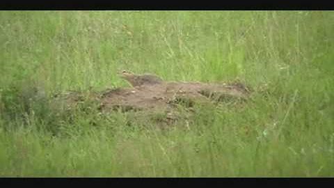 sask gopher hunting 2010