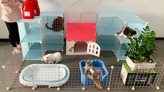 DIY Recycled House for Pomeranian baby dog & Cute Kitten  Mr Pet Family
