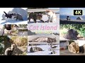 【猫×ジャズ】猫と子猫のための4K映像&音楽 2hr_ 癒しの猫島 野生のCat Island with JAZZ
