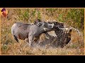 15 Moments When Animals Messed With The Wrong Warthog
