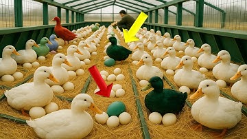 Commercial duck farming - How long to raise ducks for meat with Cherry Valley duck | Pekin duck