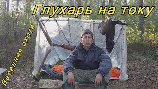 Глухарь на току. Весенняя охота 2019.