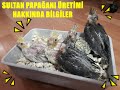 SULTAN PAPAĞANI Üretimi Hakkında Bilgi