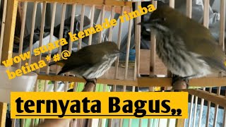 Suara Master/Pikat Burung Cabai Rimba Betina