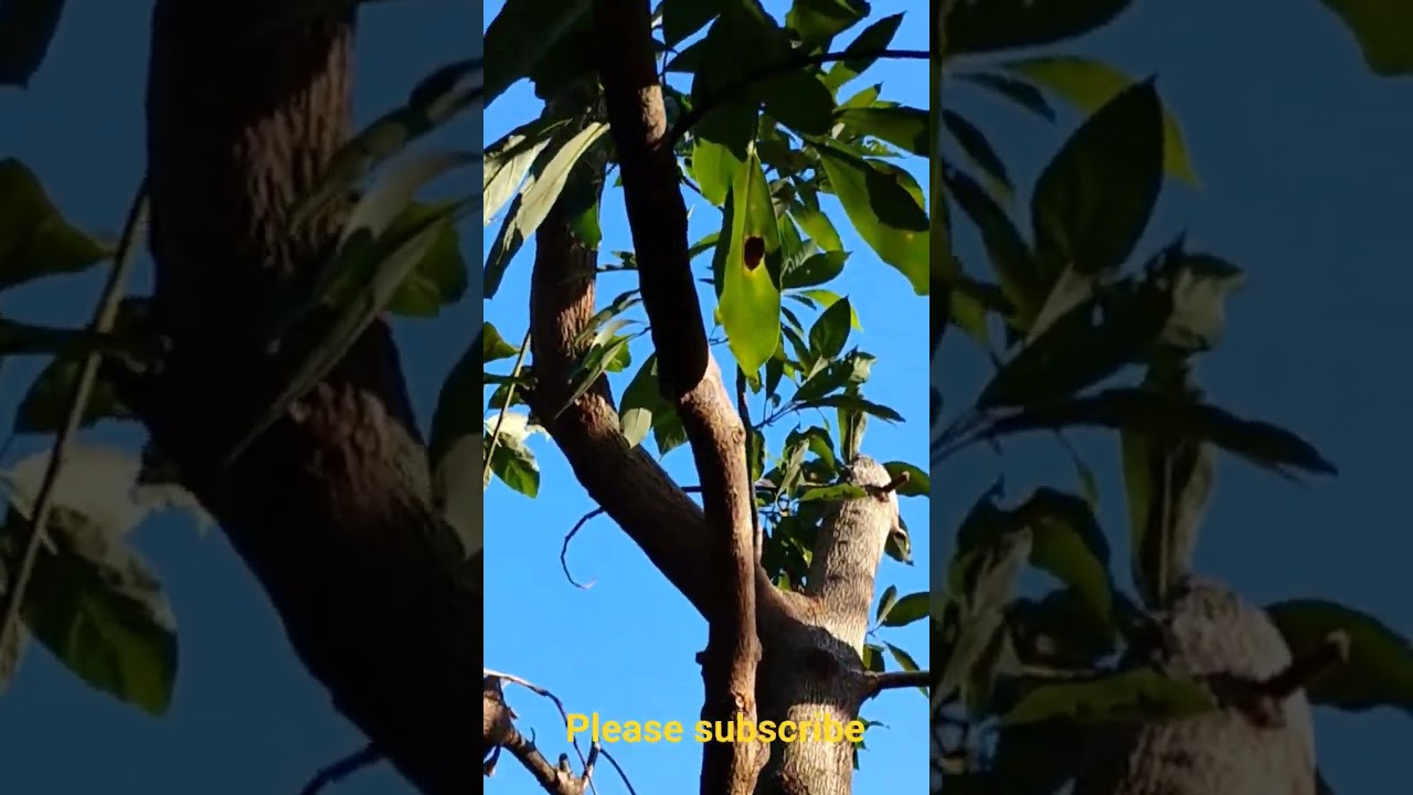 PRUNING AVOCADO TREE TO MAXIMIZE FRUITING 