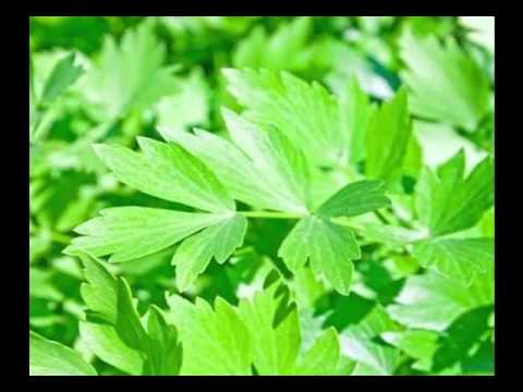 Health Benefits of Lovage Herb