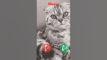 cat calling #ringtone #smartphone #music #ringtones #song #cat #funnycallringto #funny