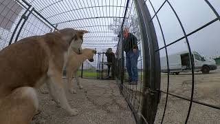 God&#39;s Dogs Rescue captures 2 young dogs with camera in cage - Origin Stories Extra Footage