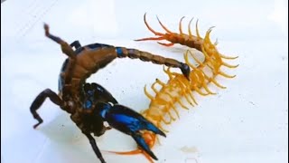 Scorpion fights against Centipede, Crab , Snake, Spider