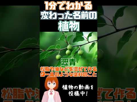 1分でわかる変わった名前の植物【アブラチャン】#vtuber #植物 #shorts