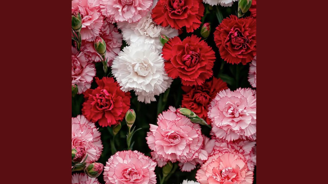 I Trust What Repeats