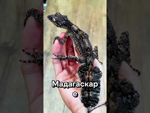 5 самых редких животных