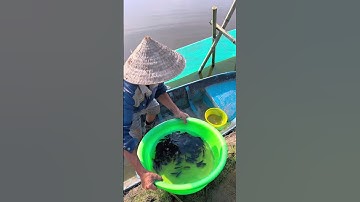 Thả 1000 con cá tai tượng