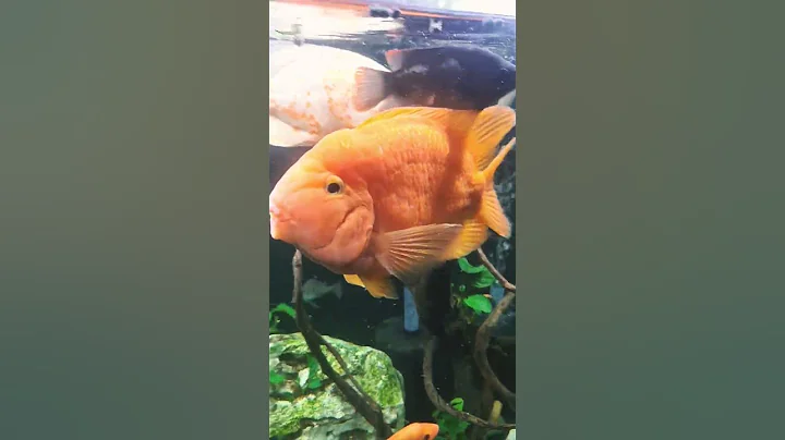 Parrot fish #parrotfish #feeding #largest #hybrid #cichlids - DayDayNews