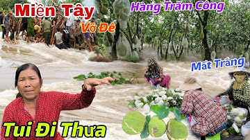 Báo Động: "Miền Tây" Vỡ Đê Nhấn Chìm Nhiều Vườn Cây Ăn Trái, Hoa Màu Mất Trắng Cảnh Chưa Từng Có
