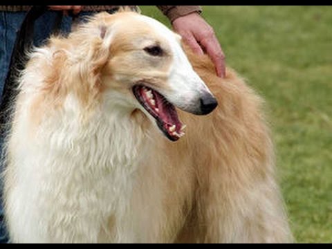 【超大型犬】ロシアのオオカミ狩りの犬「ボルゾイ」がかわいい♡～Russian wolf hunting dog "Borzoi".