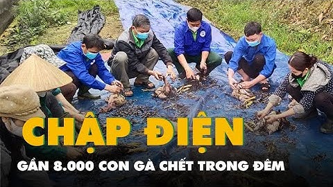 Gần 8.000 con gà chết trong đêm do trang trại bị chập điện