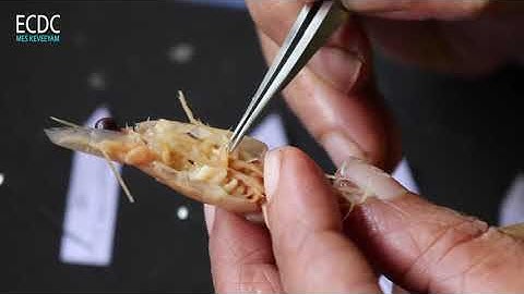 Mounting of thoracic appendages of Prawn