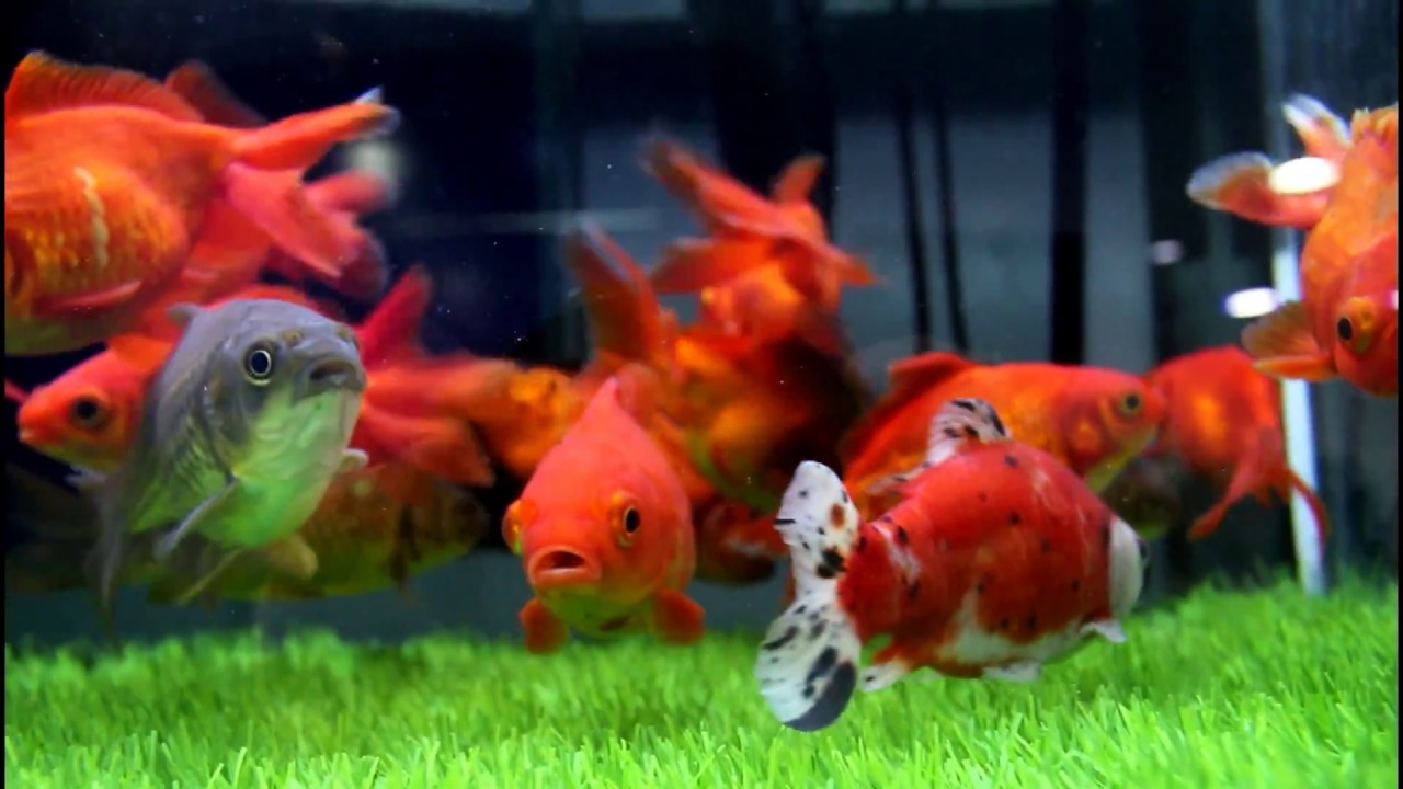 goldfish aquarium fancy goldfish aquarium fancy