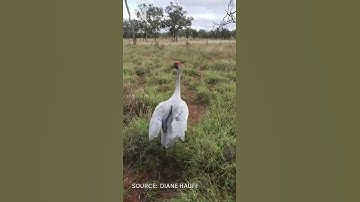 Thumbnail of Barry the rain-dancing brolga works hard & plays hard on his adopted Queensland farm | ABC Australia