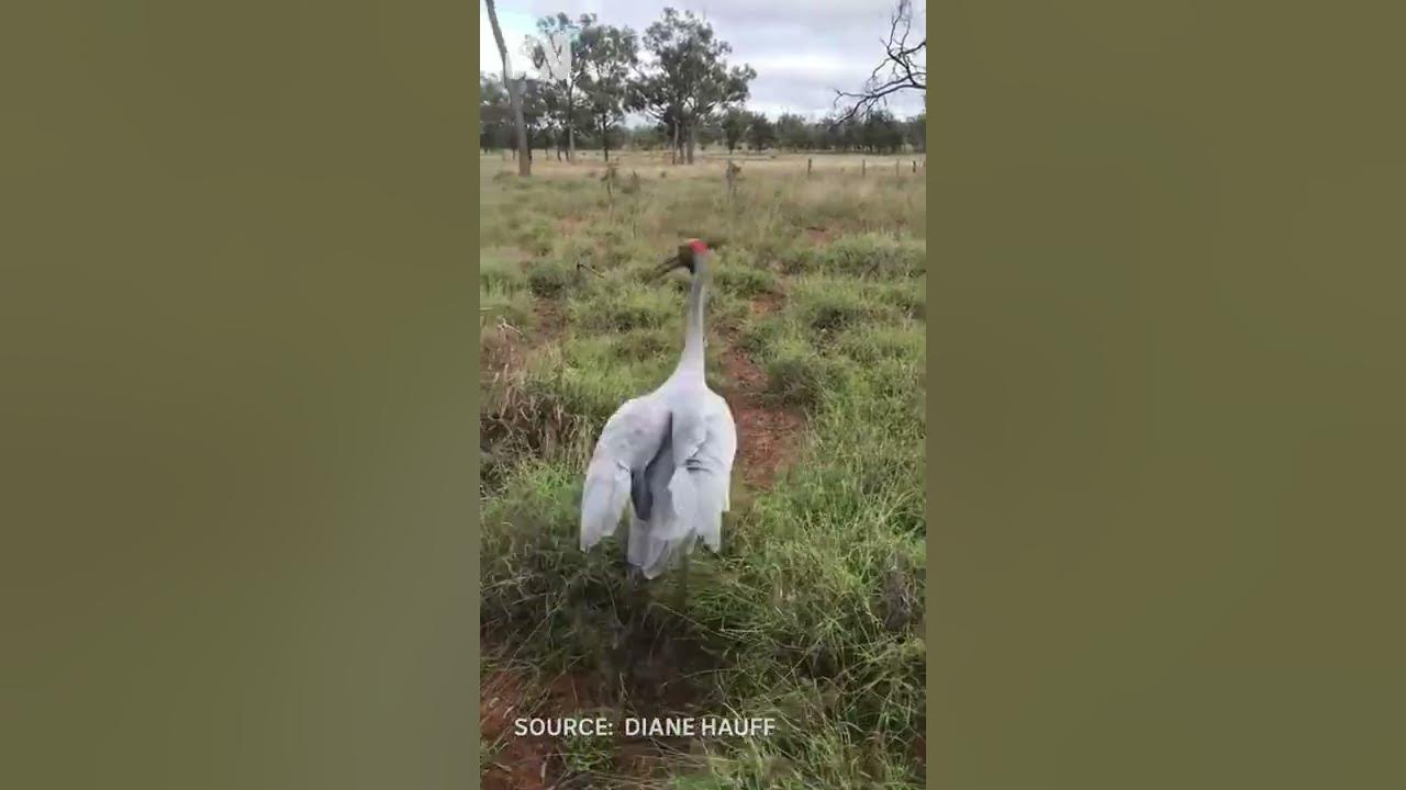 Barry the rain-dancing brolga works hard & plays hard on his adopted Queensland farm | ABC Australia Barry the rain-dancing brolga works hard & plays hard on his adopted Queensland farm | ABC Australia
