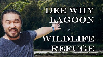 Dee Why Lagoon Wildlife Refuge - Northern Beaches - Sydney - NSW