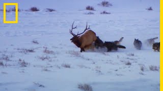 Une meute de loups s'en prend à un élan