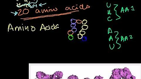 What is the difference between DNA and RNA for dummies?