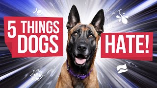 5 Things Dogs HATE More Than Being PICKED UP