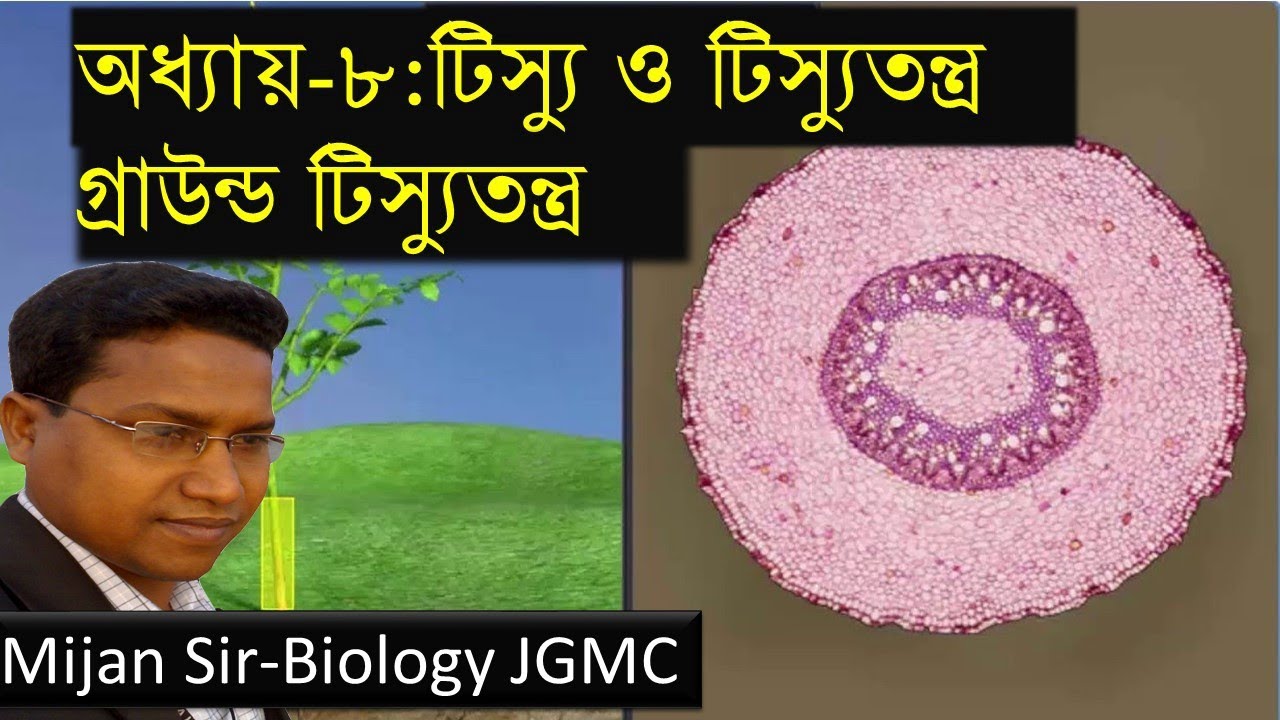 Ground Tissue System - YouTube