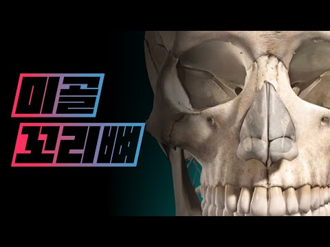 [해부학 - 골학] 꼬리뼈(미골, coccyx)