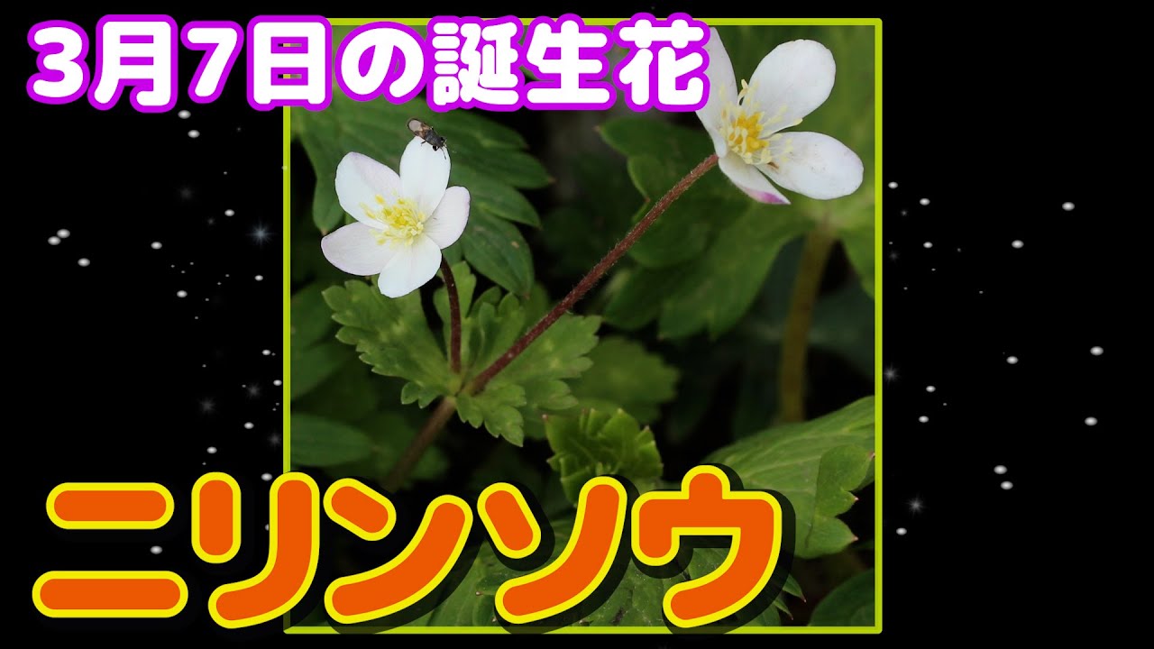 3月7日の誕生花 ニリンソウ どんな花 あなたに送る花言葉は Youtube